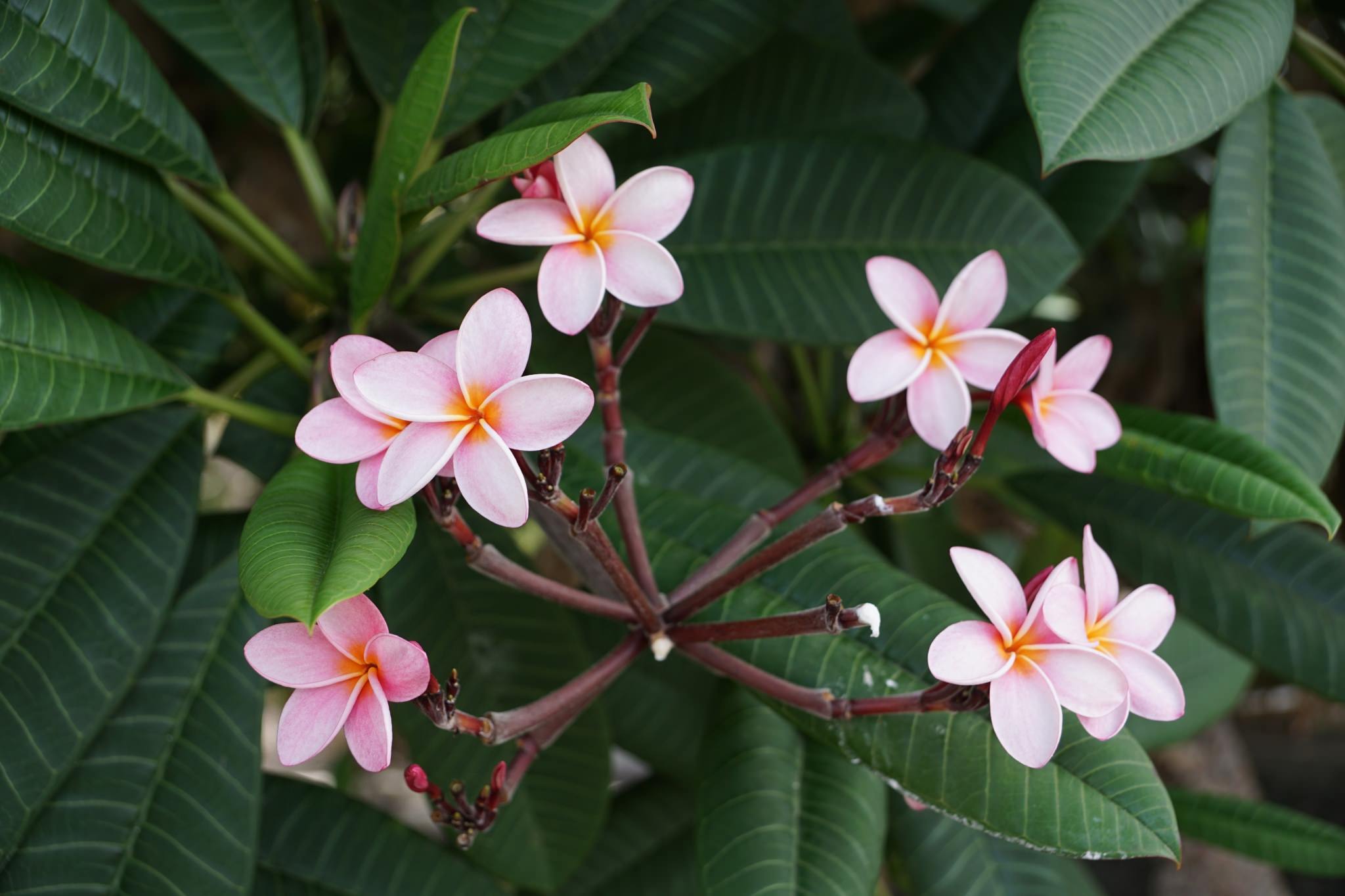 Plumeria rubra